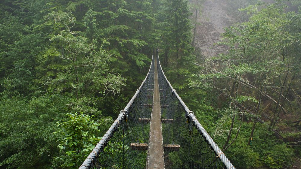 Suspension Bridge in Lush Green Forest